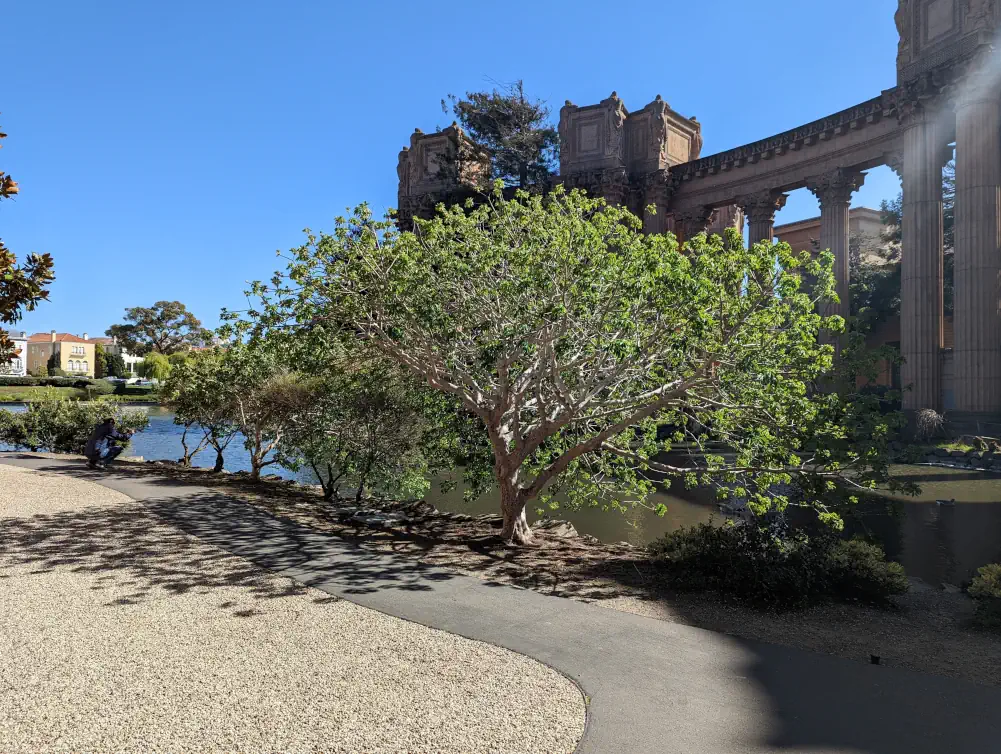 Arbre insolite très feuillu, situé à proximité du Palace of Fine Arts. Il est parfait pour une balade et un moment romantique.