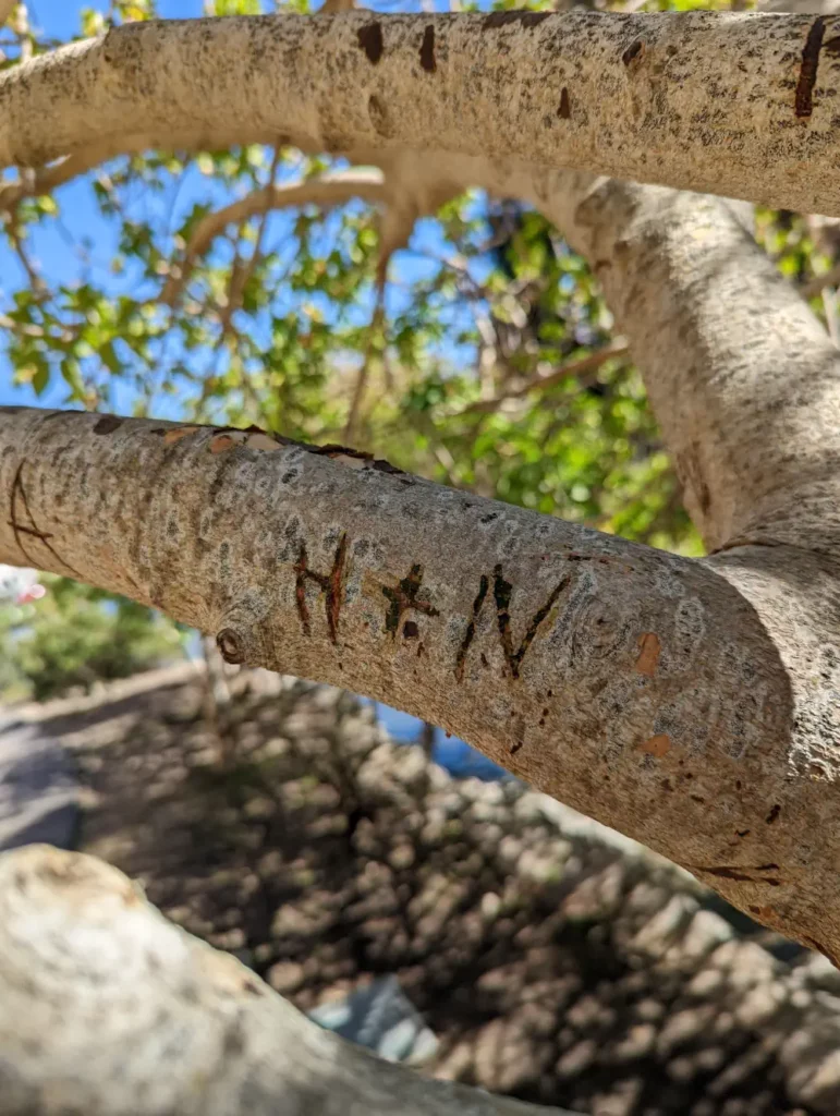 Branche sur laquelle sont gravées les initiales “H + N” pour “Hélo et Nano”. Une belle trace pour un voyage romantique.