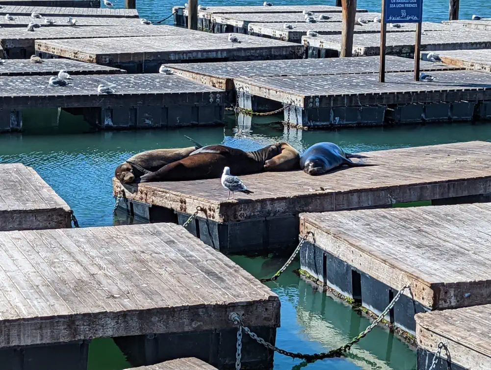 Zoom sur quatre lions de mer se prélassant sur un ponton en bois du Pier 39. Une mouette est en train de les observer.