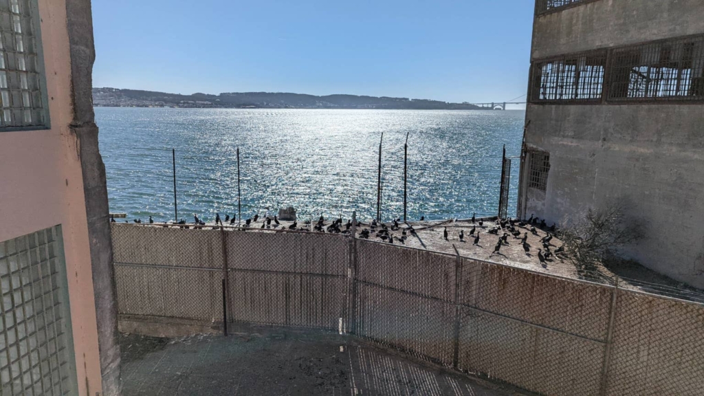 Banc d’oiseaux entourés d’un grillage, situé derrière le bâtiment “New Industries”. Derrière se trouve la baie de San Francisco et le pont du Golden Gate.