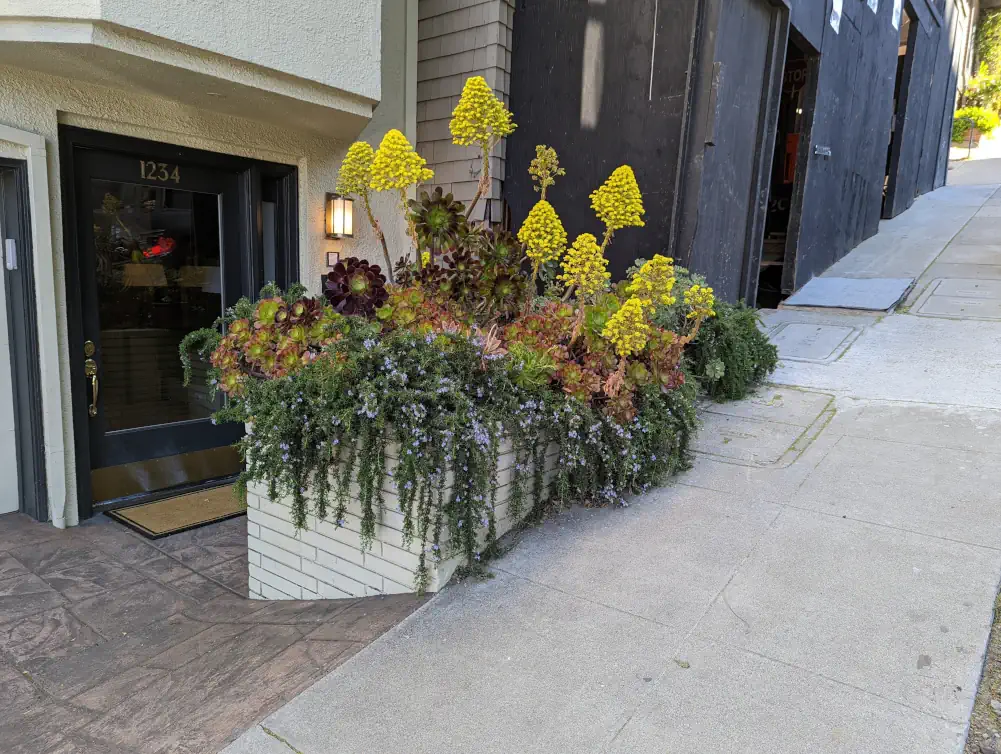 Bac à fleurs situé devant une maison de la Rue Lombard. C’est un mélange de plusieurs plantes, dont certaines sont jaunes vives.