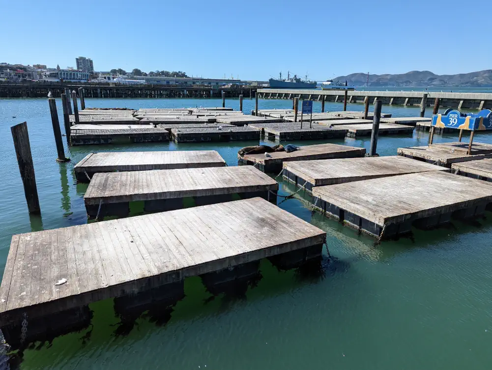 Des otaries bronzent sur des pontons en bois du Pier 39 à San Francisco.