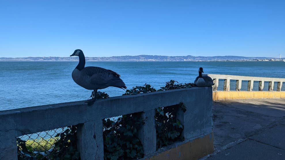 Dans l’ombre, deux oiseaux se tiennent sur l’une des rambardes de l’île d’Alcatraz. L’un est assis, l’autre debout. Derrière se trouve la baie de San Francisco.