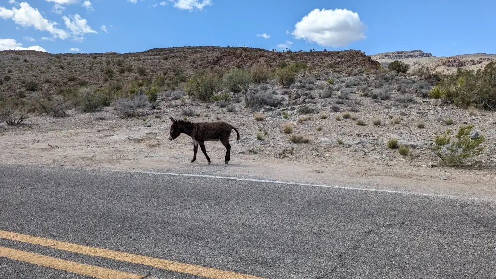 Petit burro noir se promenant sur le bord de la Route 66.