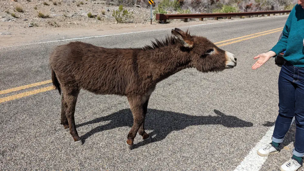 Helo et un couple de touristes sont en train de nourrir un groupe de burros sur le bord de la Route 66.