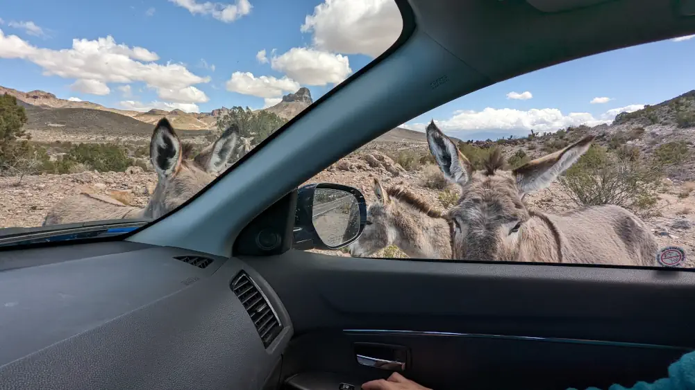 Trois ânes se tiennent à l’extérieur de la voiture. Ils regardent Hélo & Nano à travers le pare-brise et la fenêtre passager avant.