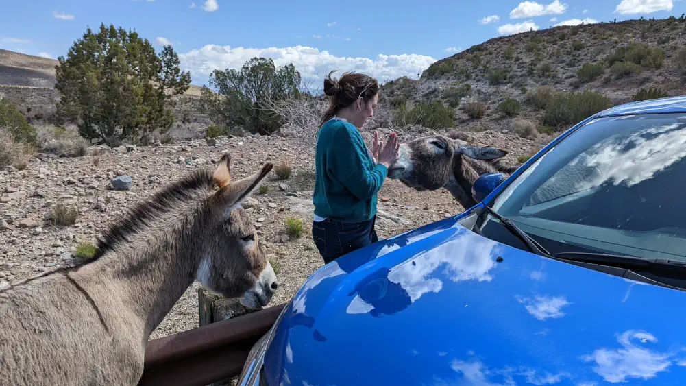 Deux ânes entourent Hélo qui vient de sortir d’une voiture bleue.