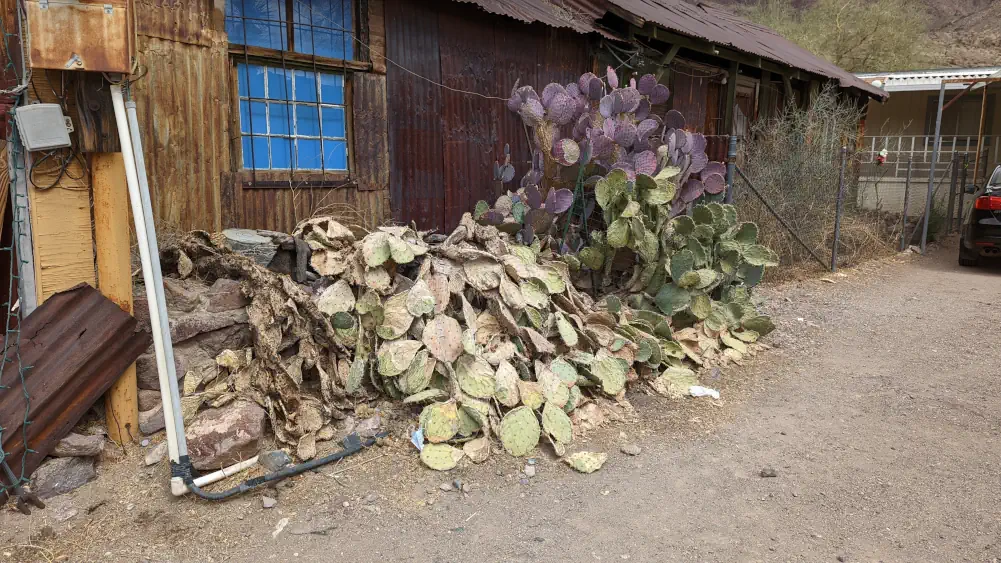 Plante typique d’Oatman, que l’on retrouve dans les déserts. Elle semble tellement asséchée qu’elle s’écroule sur le sol.