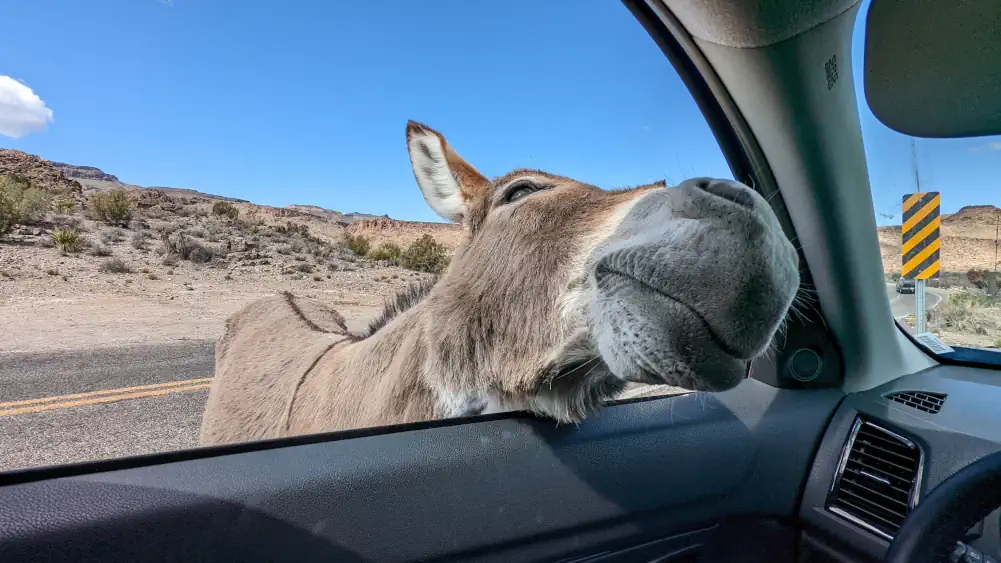 Un âne rentre sa tête à l’intérieur de notre voiture de location, à travers la fenêtre de Nano côté conducteur. Il semble vouloir une caresse.