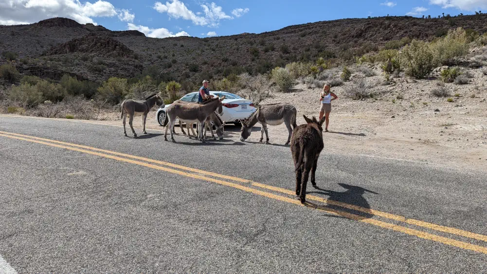Un couple de touristes s’est arrêté sur le bord de la Route 66 pour prendre en photo un groupe d’ânes échappés d’Oatman.