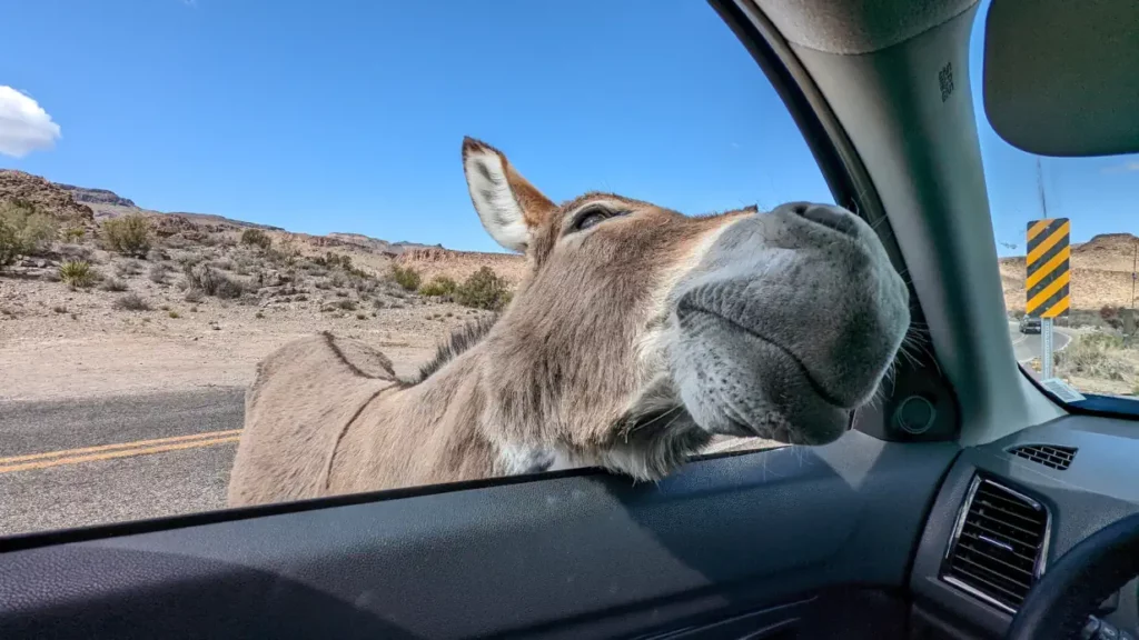 Ane qui rentre sa tête à l’intérieur d’une voiture, via la fenêtre du conducteur.