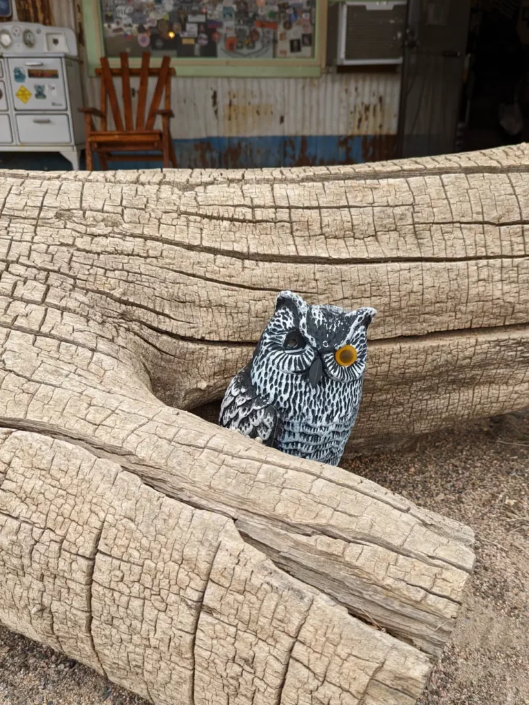 Chouette avec un seul oeil cachée dans un tronc d’arbre.