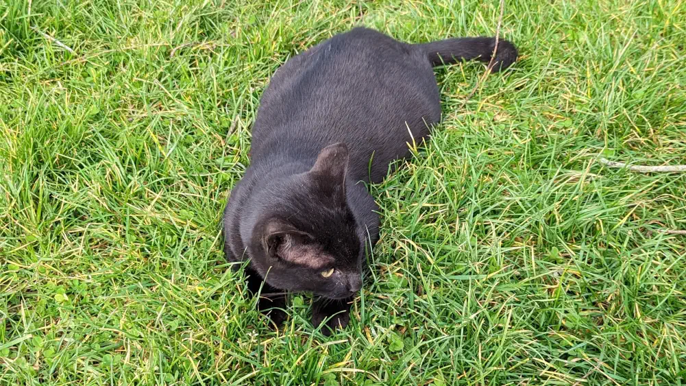 chat noir trop mignon allongé dans l'herbe, 100% romantique