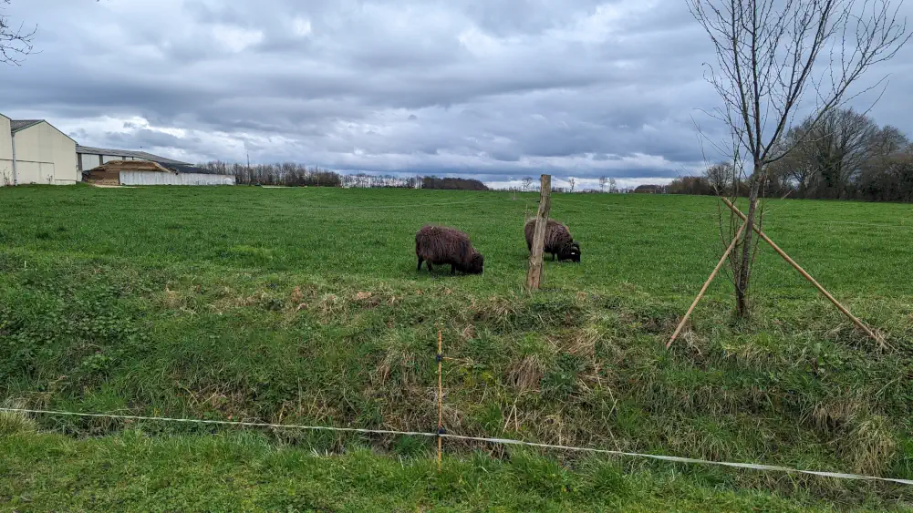 deux moutons noirs qui broutent de l'herbe à la ferme du bois neuf