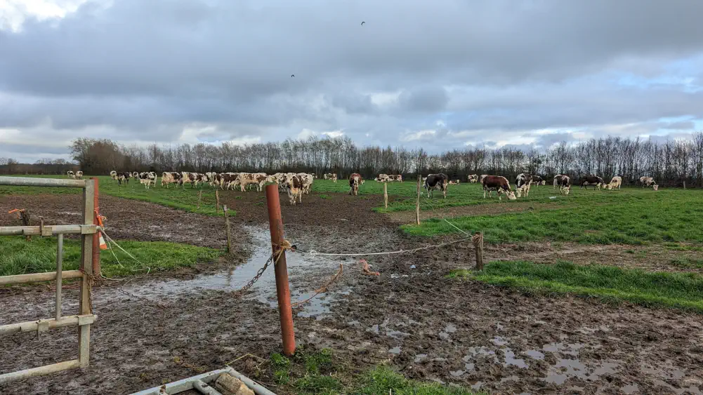 troupeau de vaches dans la boue