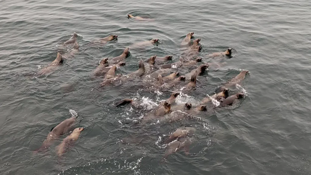 banc d'otaries dans l'eau à monterey, près de san francisco