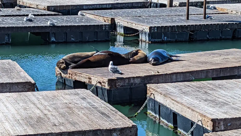 groupe de 4 otaries et 1 mouette sur un ponton flottant