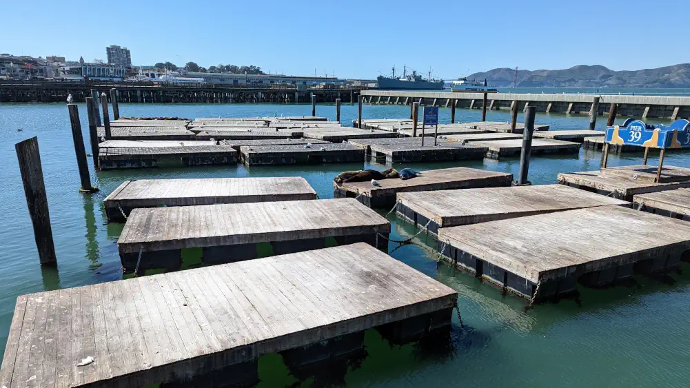 otaries de san francisco au milieu des pontons en bois du pier 39