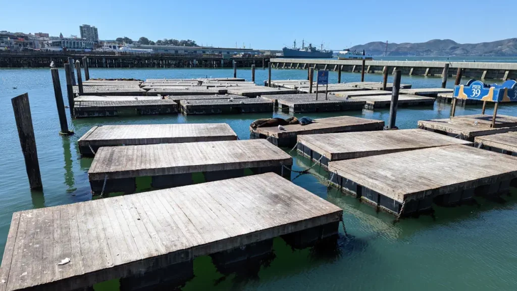 visiter san francisco en 5 jours : otaries sur les pontons du pier 39